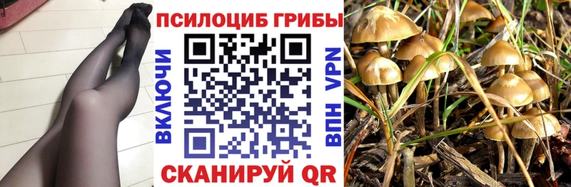 закладка  Мураши  Псилоцибиновые грибы Psilocybine cubensis 